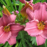 Дневни лилии: съвети как да засадите лилии в градината. Характеристики на грижи, възможности за размножаване, условия на растенията